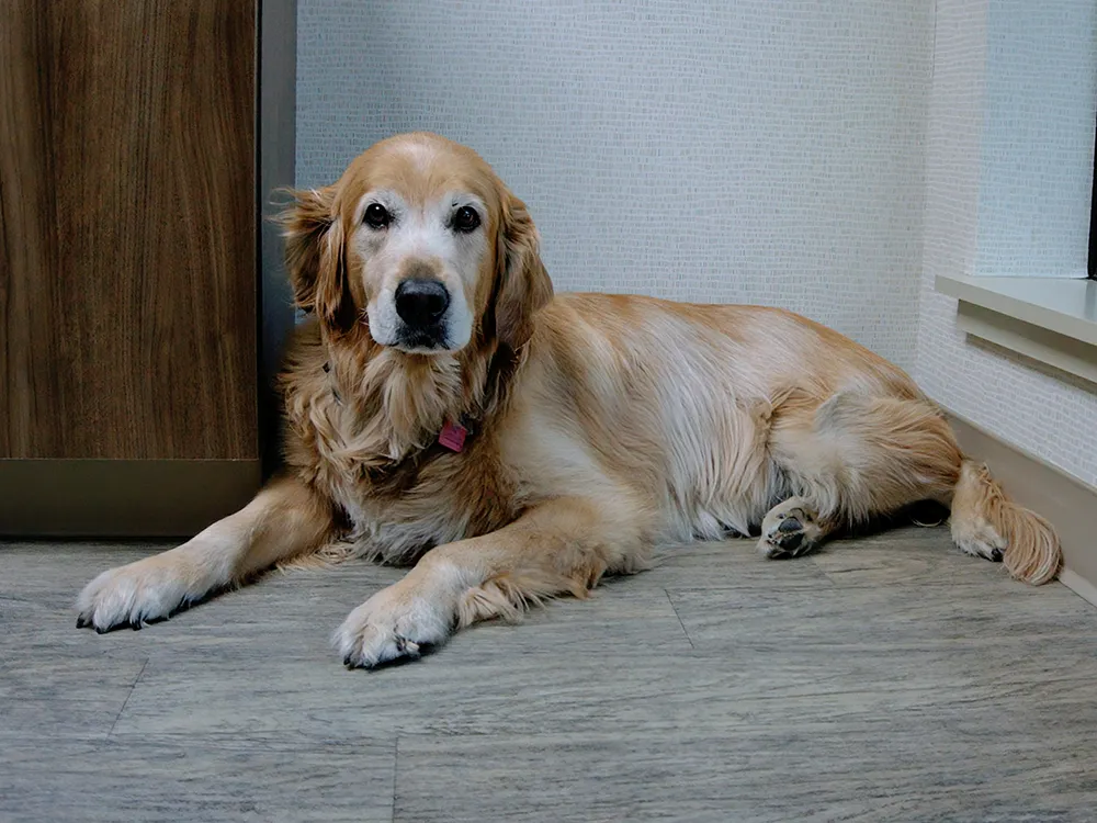Our Mascot Dog - Whiskey
